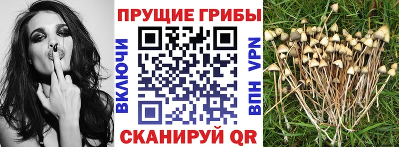 Галлюциногенные грибы GOLDEN TEACHER  цены наркотик  Пересвет 